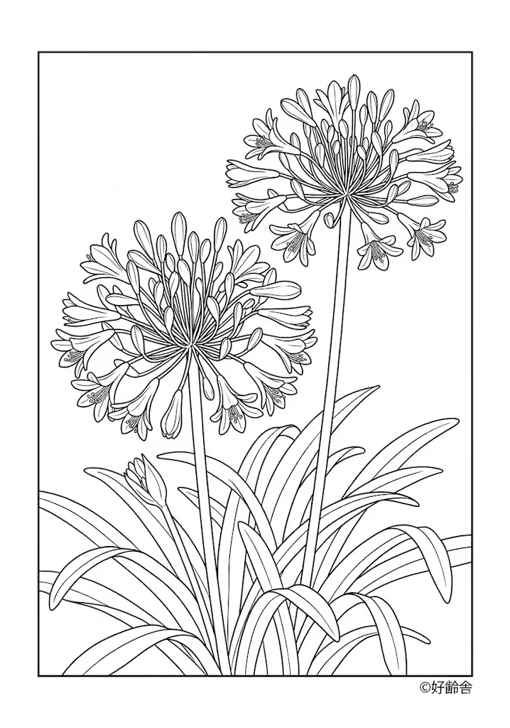 Agapanthus