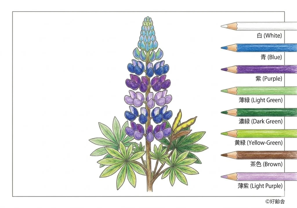 Colored Lupine coloring book coloring page example