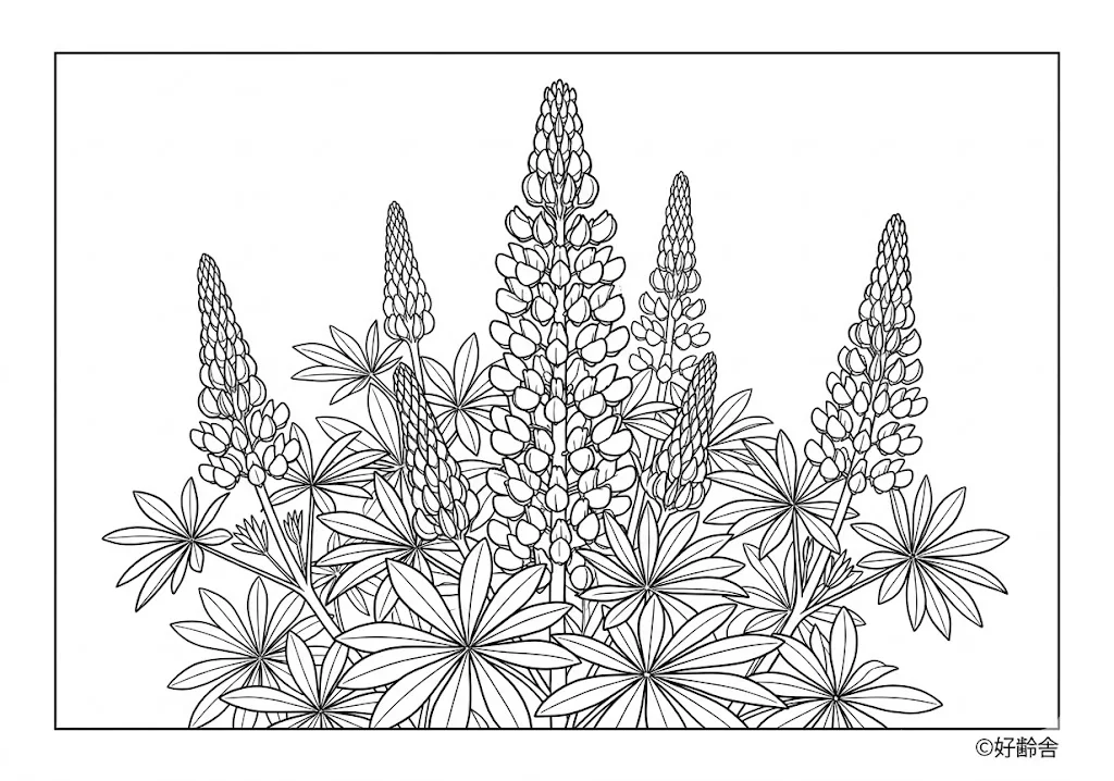 Printable Lupine coloring book coloring page for seniors