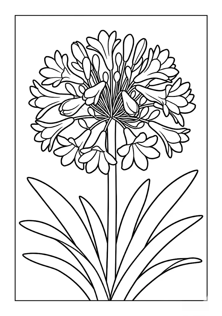 Agapanthus