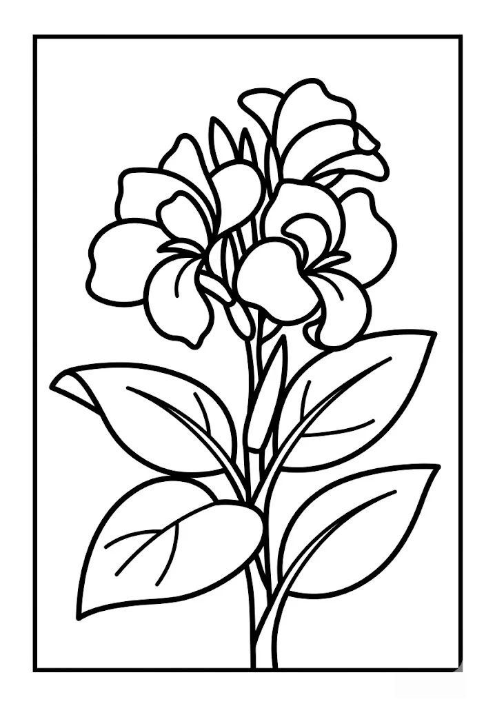 Canna Lily