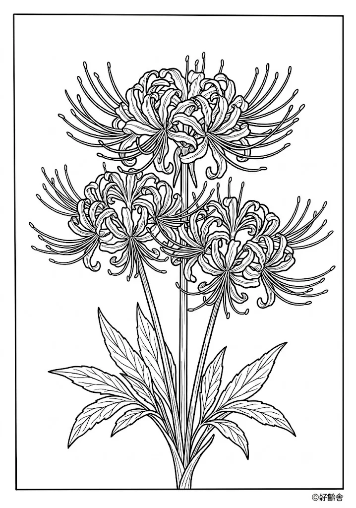 Printable Red Spider Lily coloring book coloring page for seniors