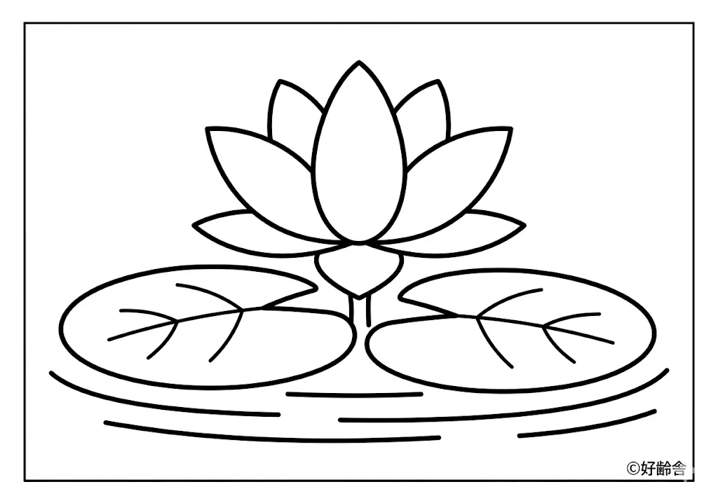 Water Lily