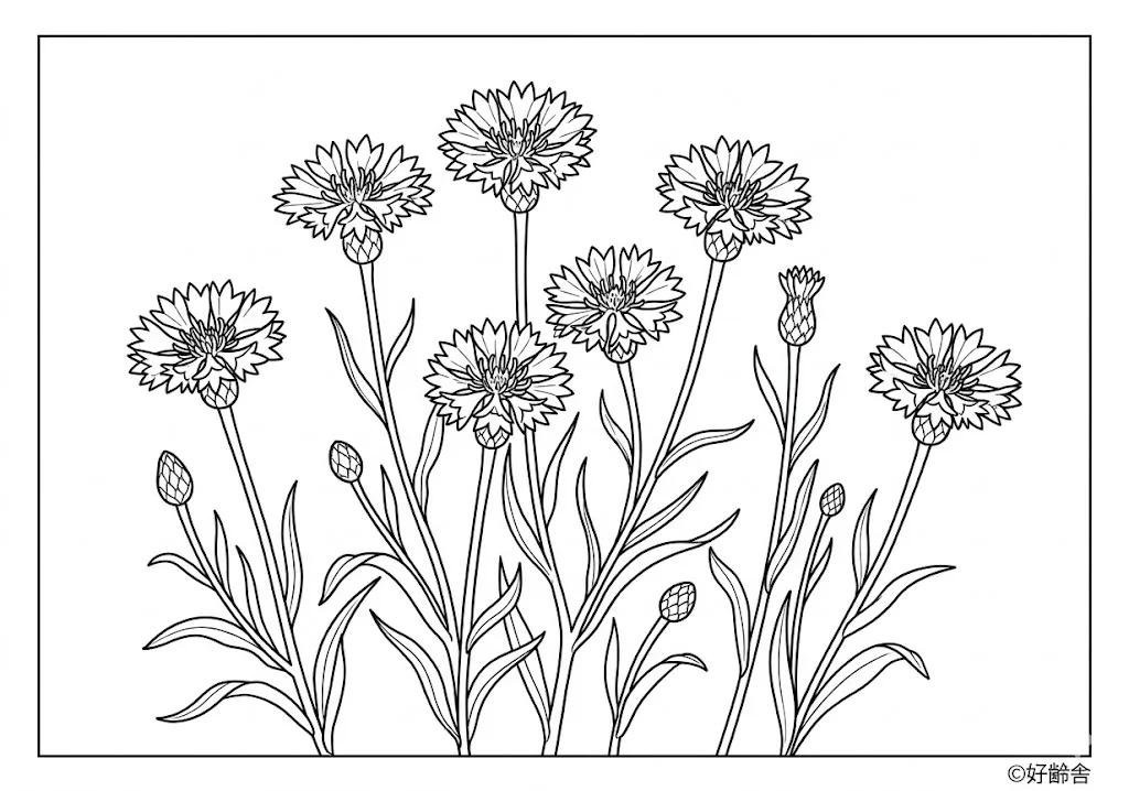 Dibujo de Aciano (3) para colorear para personas mayores
