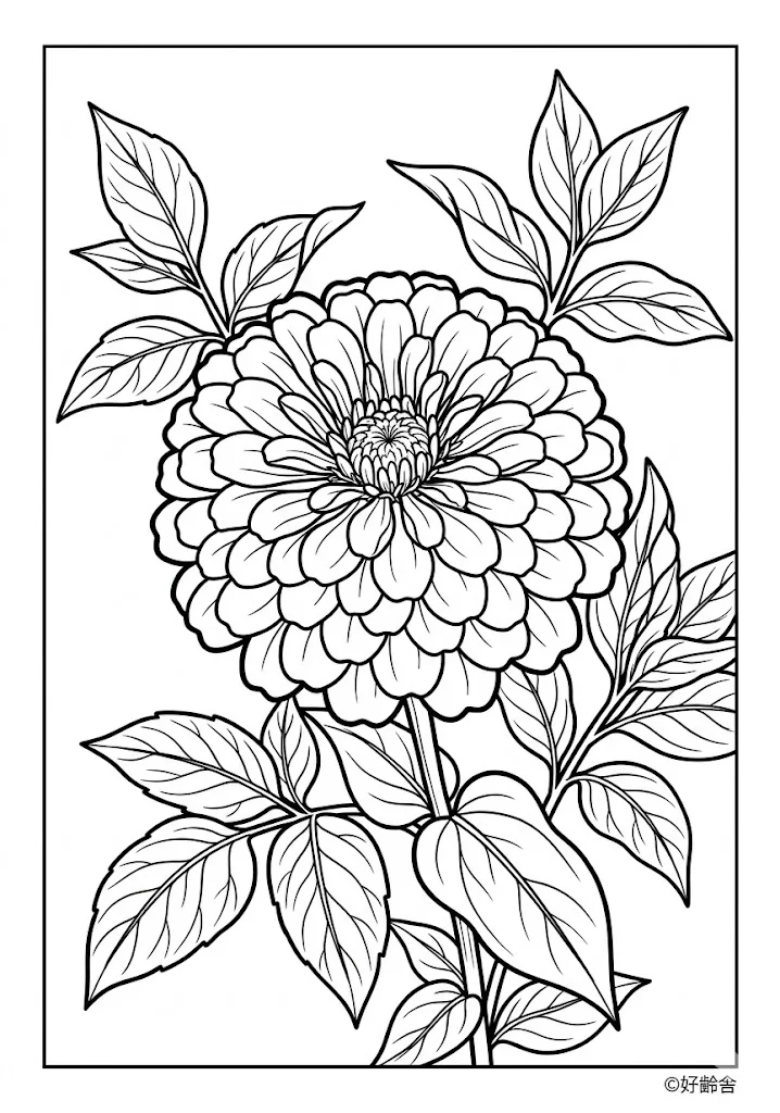 zinnia