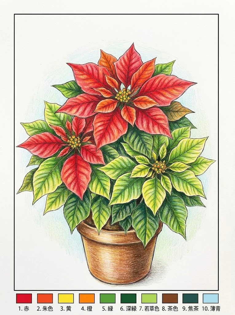 Poinsettia — Expert