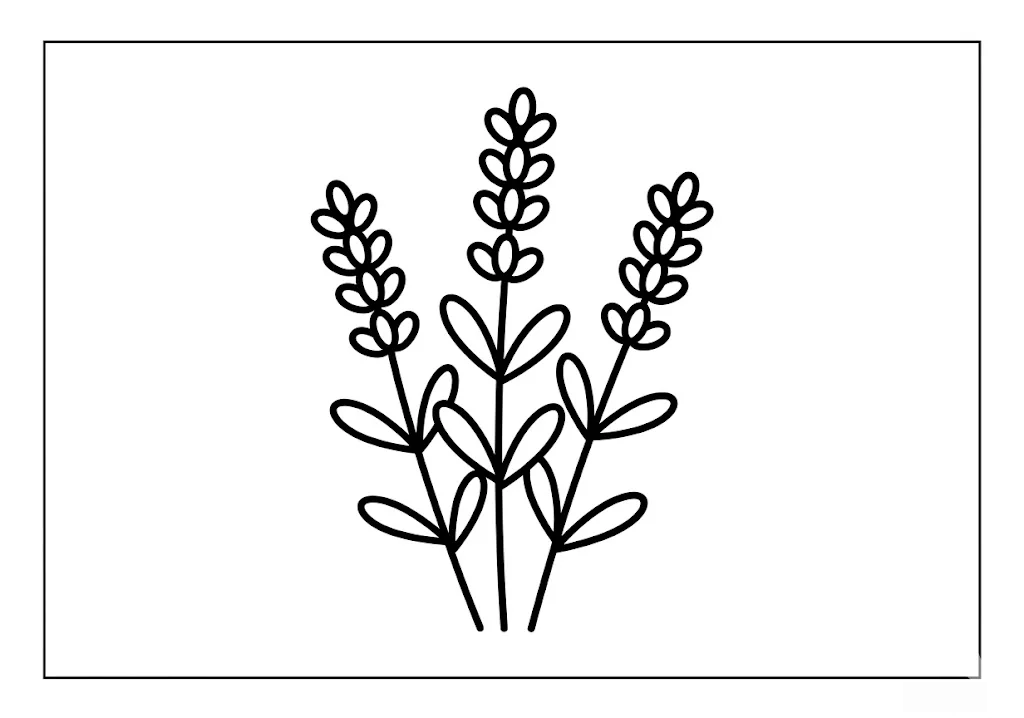 Lavendel — Ausmalbild zum Ausdrucken für Senioren