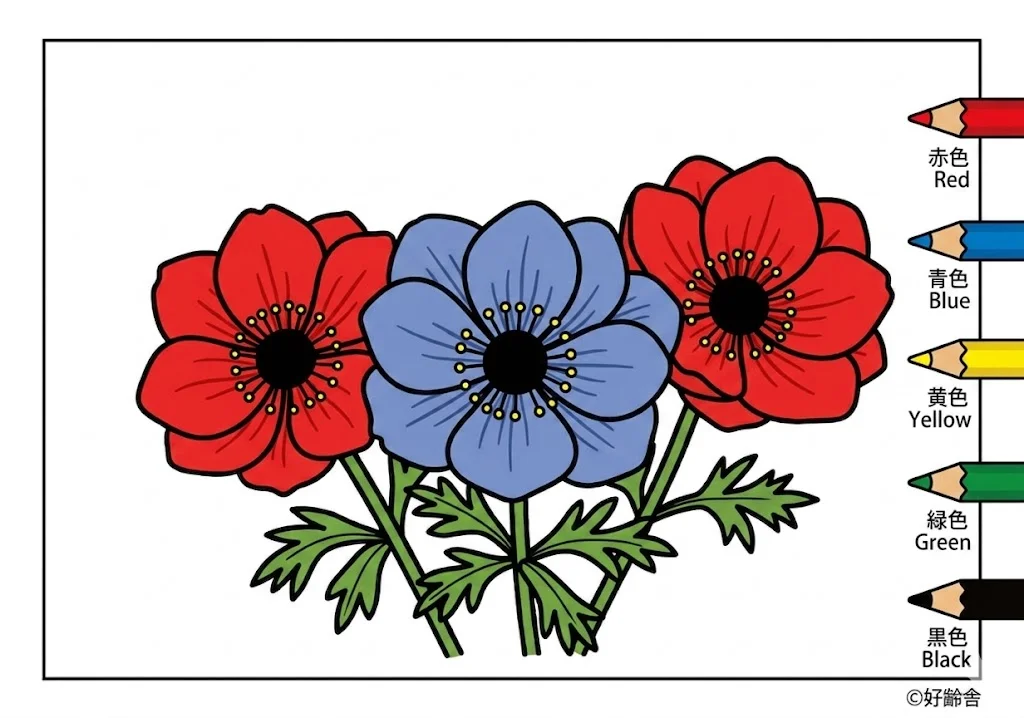Anemone — ausgemalt