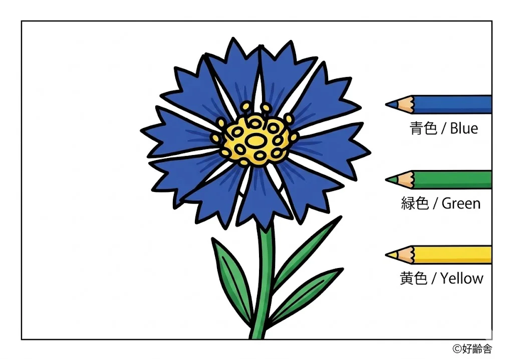 Kornblume — ausgemalt