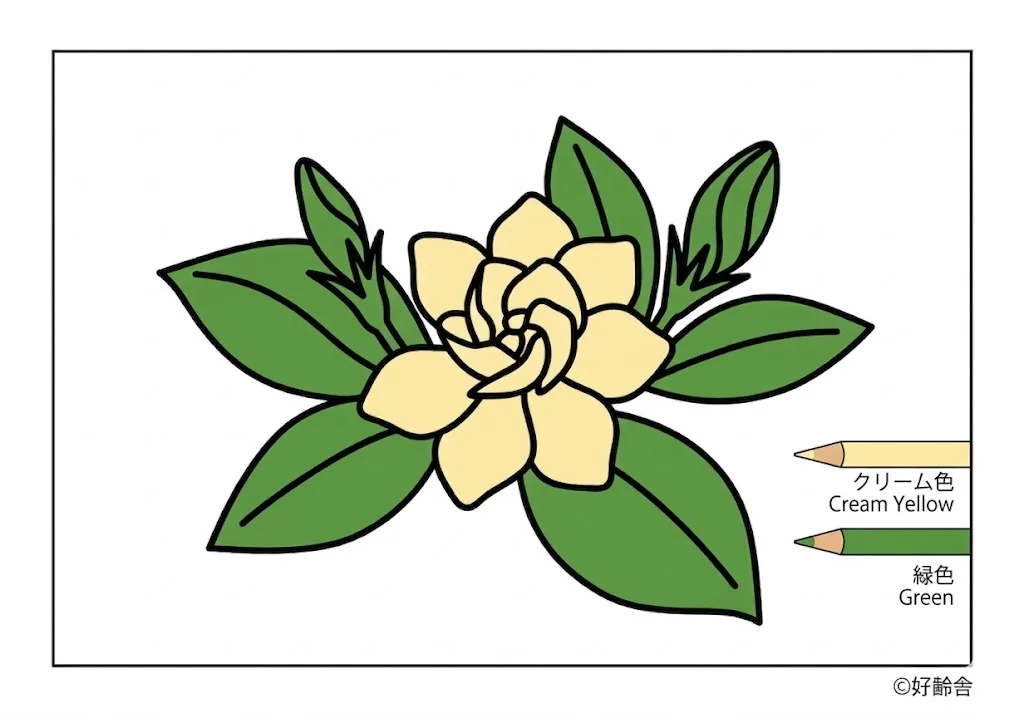 Gardenie — ausgemalt