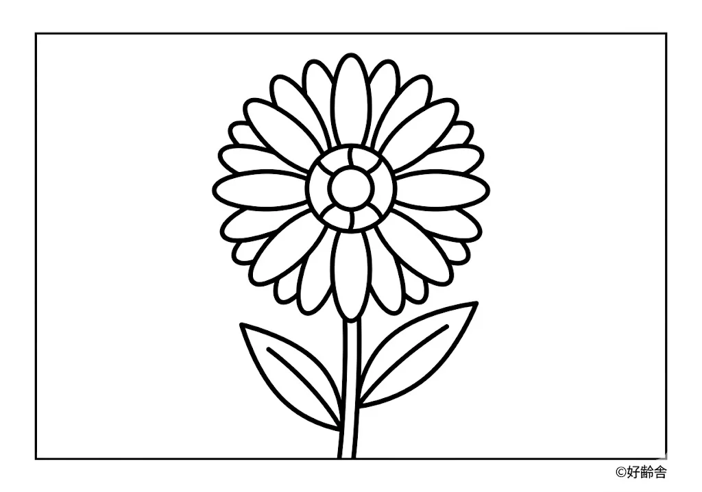 Gerbera