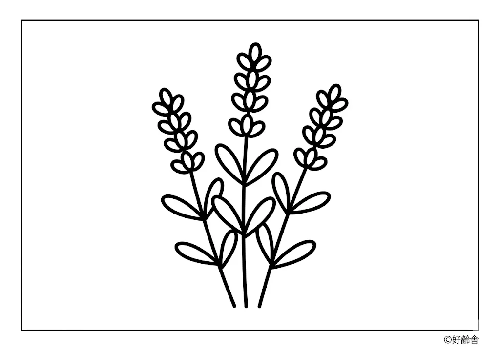 Lavendel