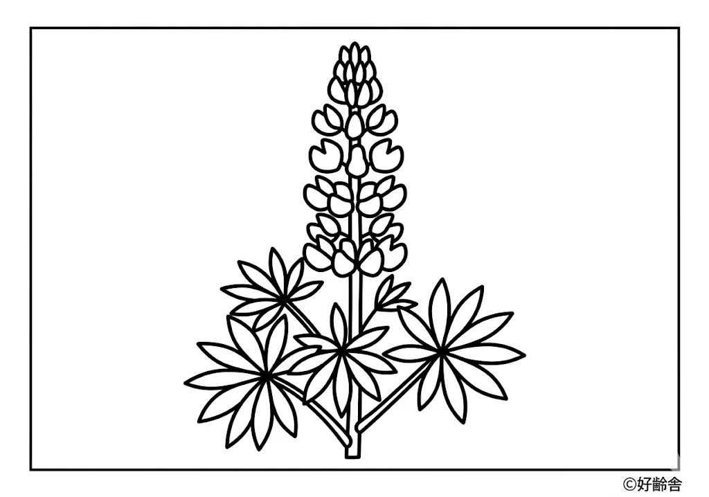 Lupine