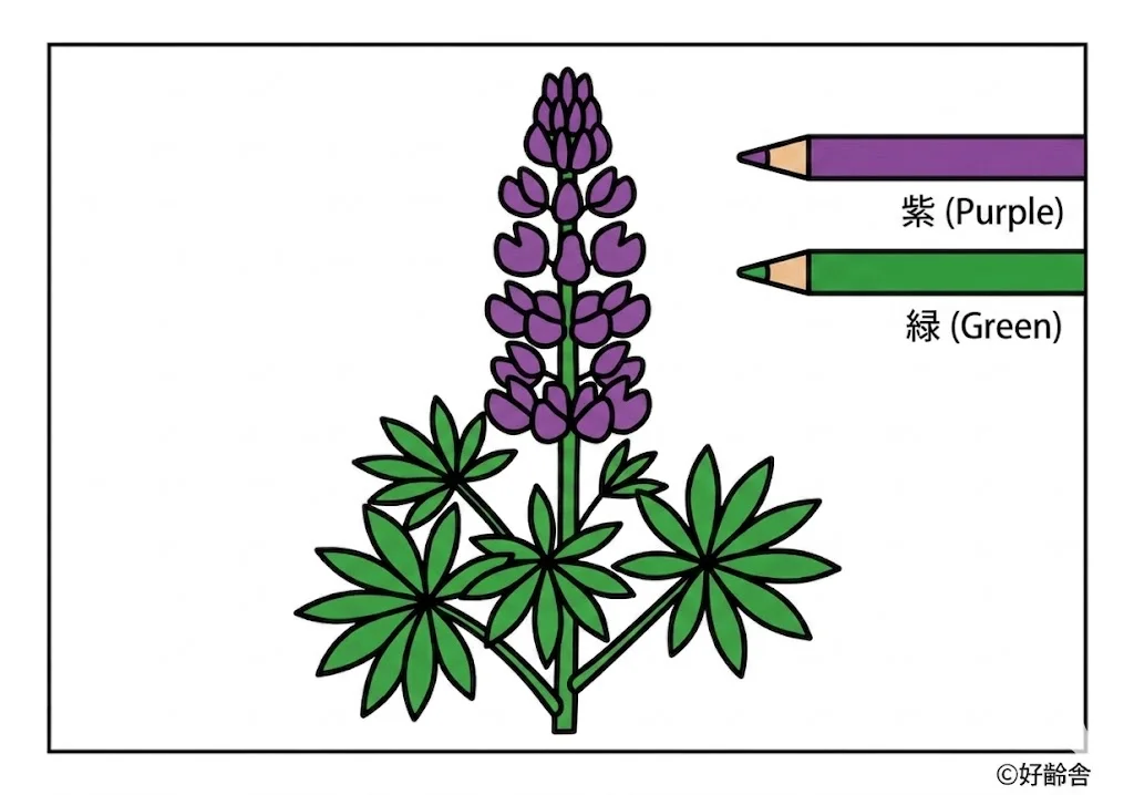 Lupine — ausgemalt