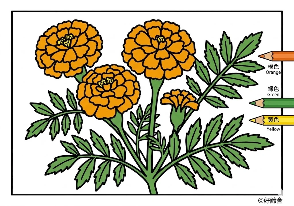 Studentenblume — ausgemalt
