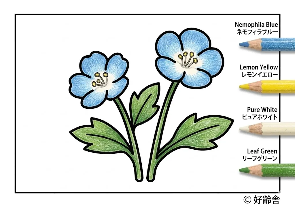 Hainblume — ausgemalt