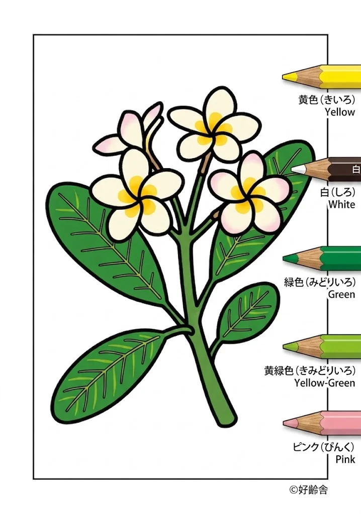 Frangipani — ausgemalt