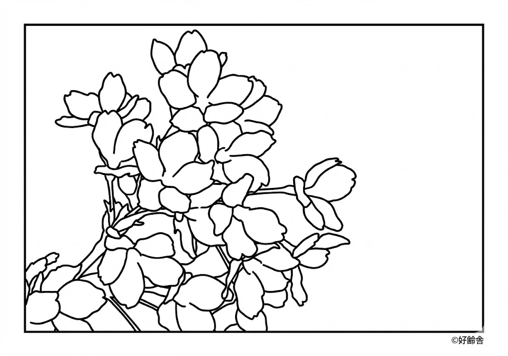 Kirschblüten