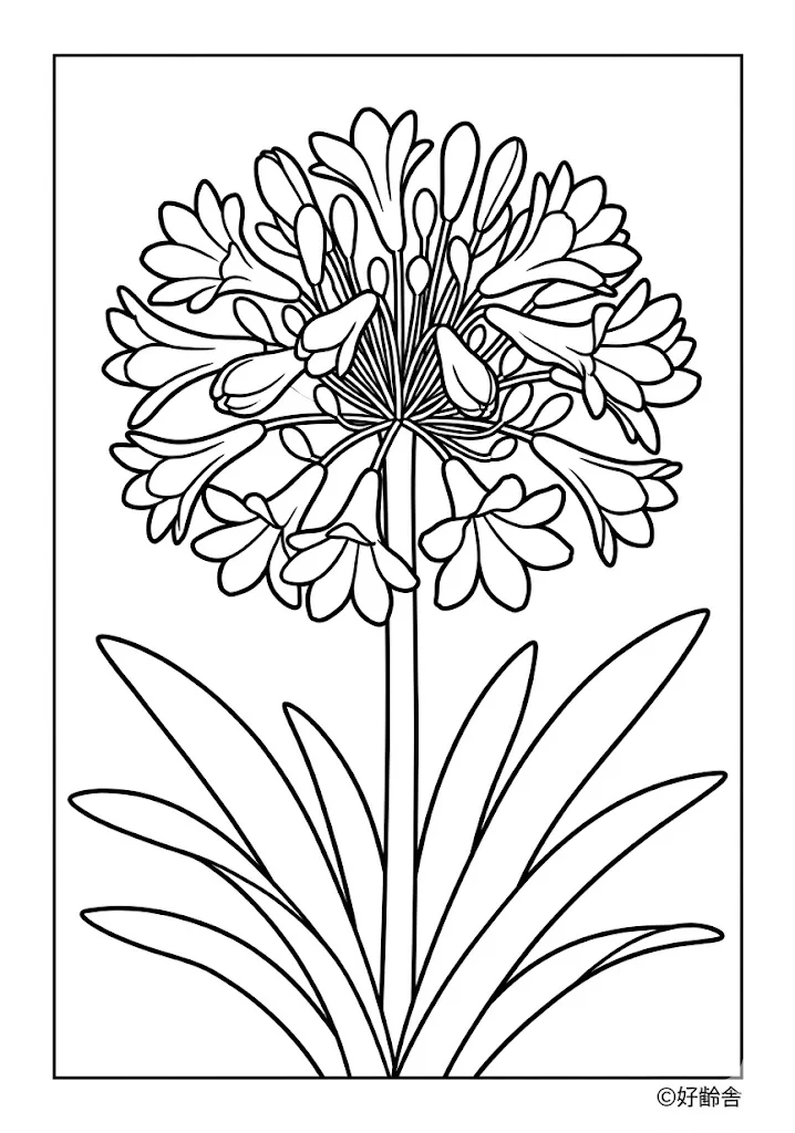Agapanthus
