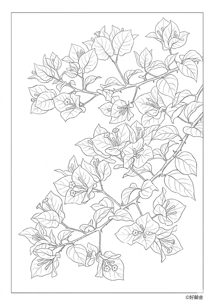 Bougainvillea