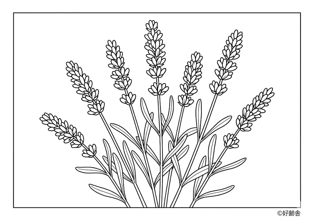 Halaman mewarnai Buku mewarnai lavender untuk manula