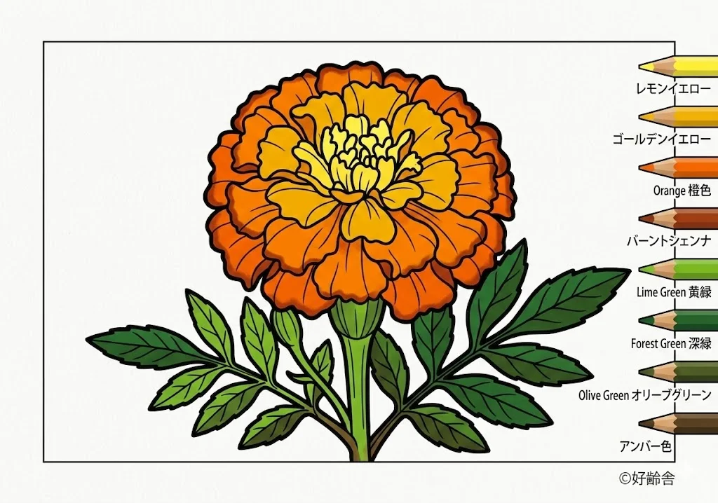 Contoh mewarnai Mewarnai Marigold (2) gratis untuk manula