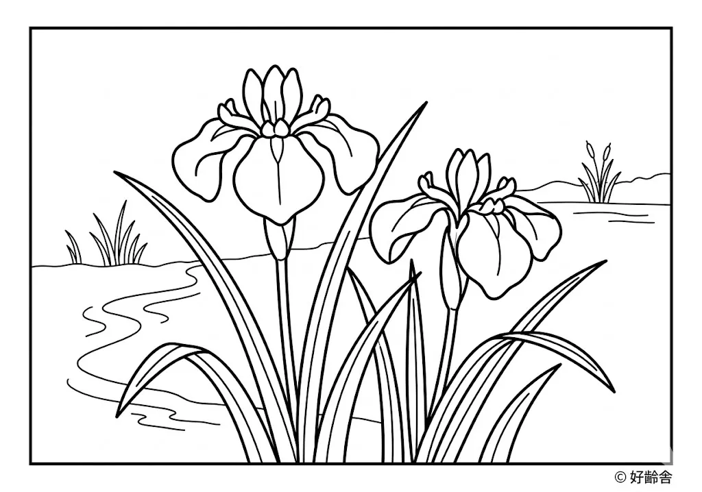 高齢者向け無料塗り絵：初夏を彩る凛とした美しさを持つあやめ（初級・A4印刷用）