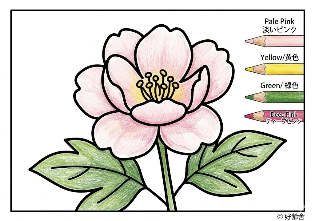 牡丹の塗り絵 完成見本（彩色の見本）