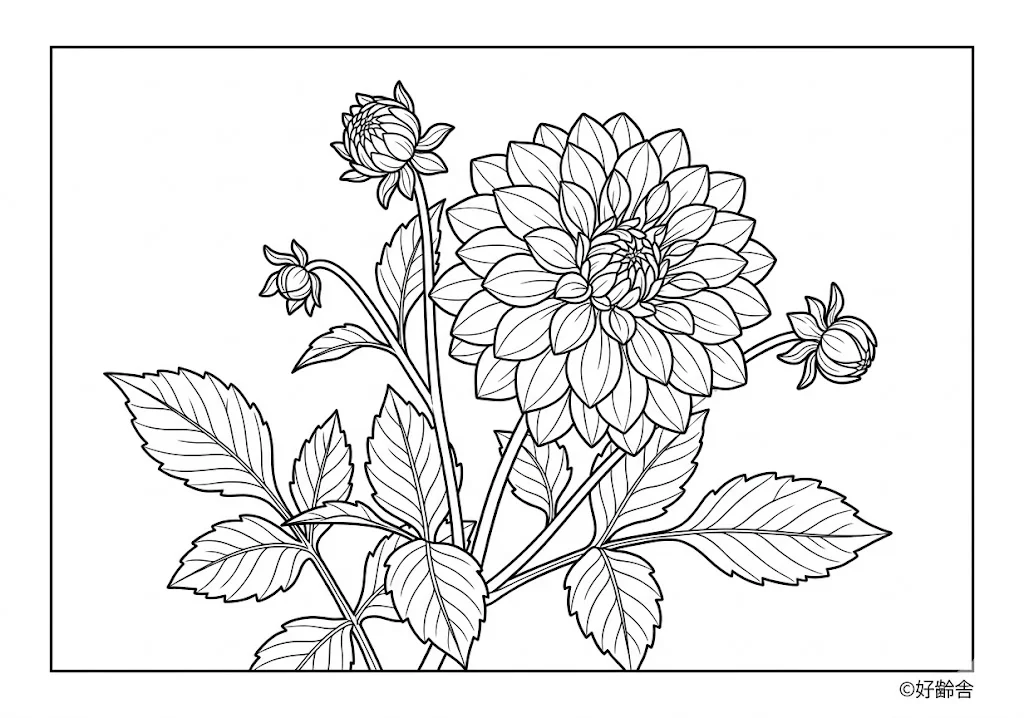 高齢者向け無料塗り絵：ダリア（上級）