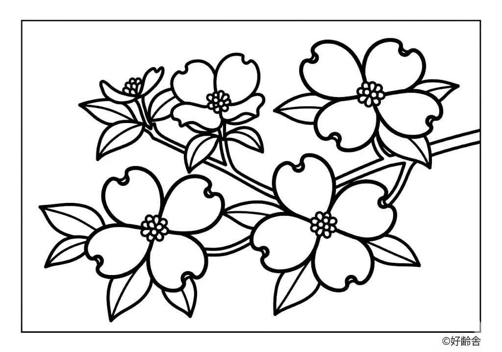 高齢者向け無料塗り絵：ハナミズキ（初級）