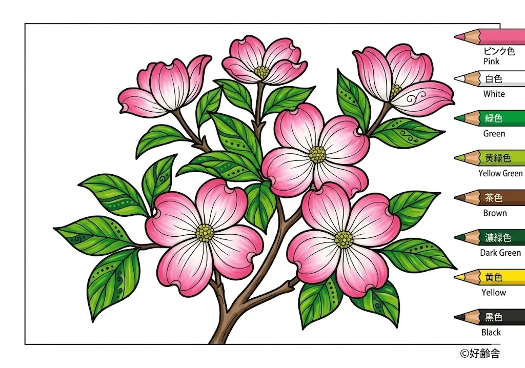 ハナミズキの見本