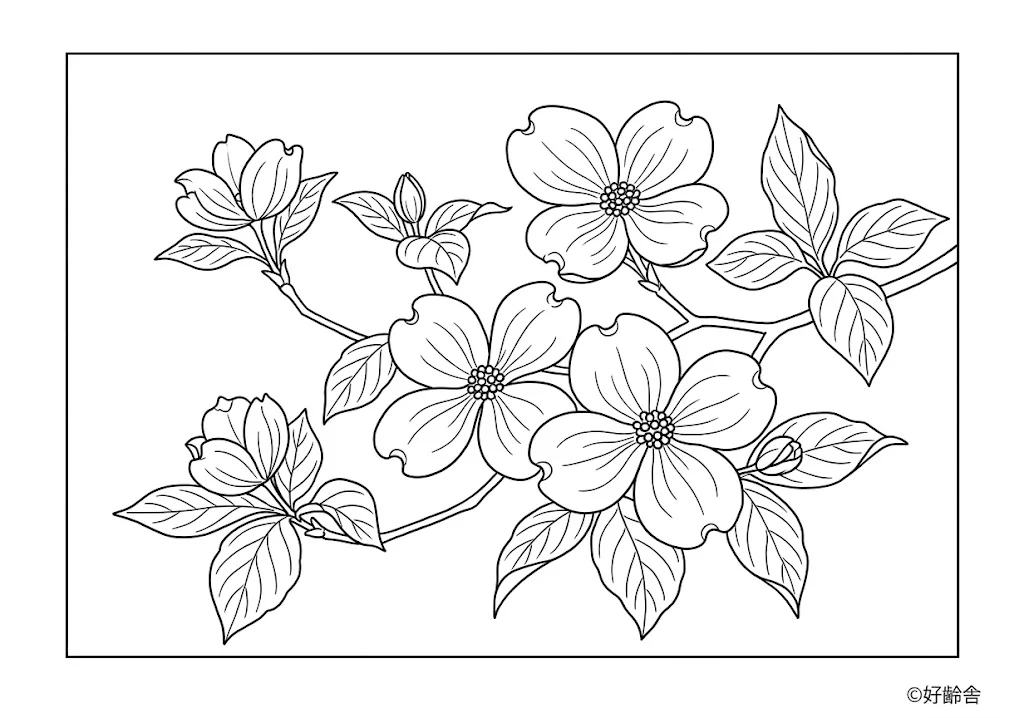 高齢者向け無料塗り絵：ハナミズキ（上級）