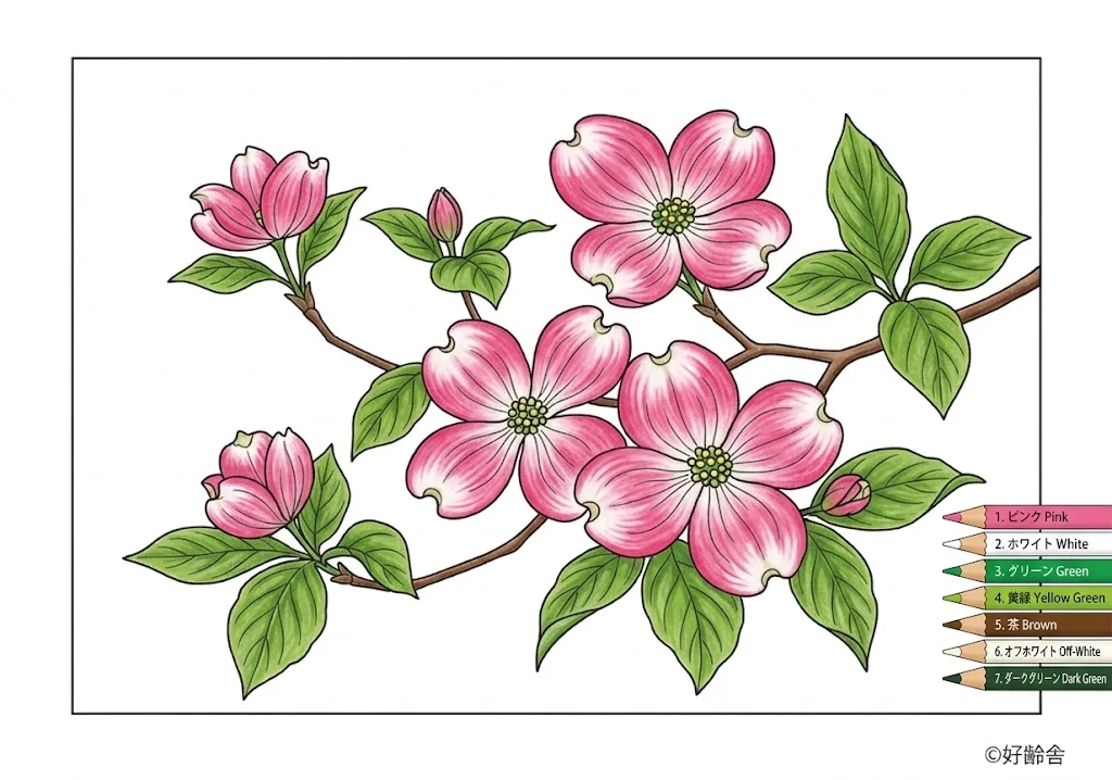 ハナミズキの見本