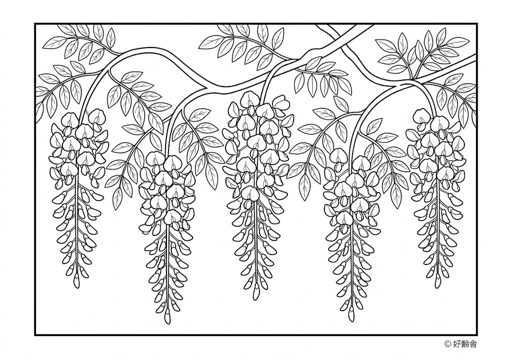 高齢者向け無料塗り絵：紫色の花房が美しく枝垂れる優雅な藤の花（中級・A4印刷用）