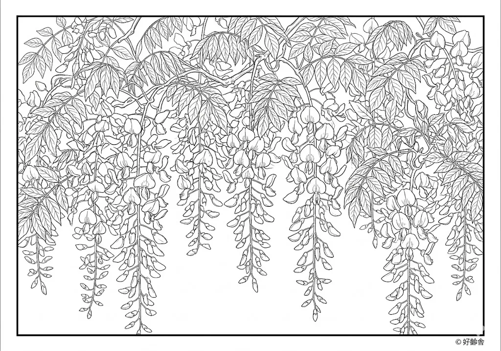 高齢者向け無料塗り絵：紫色の花房が美しく枝垂れる優雅な藤の花（上級・A4印刷用）