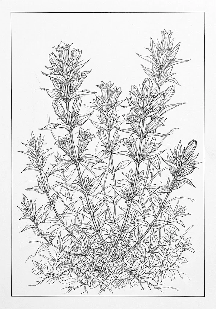 高齢者向け無料塗り絵：リンドウ（A4印刷用・脳トレ介護レク）