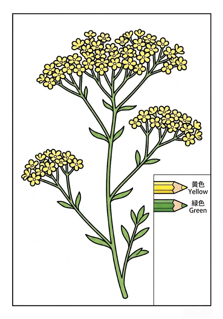 オミナエシの塗り絵 完成見本（カラーサンプル・高齢者レク用）