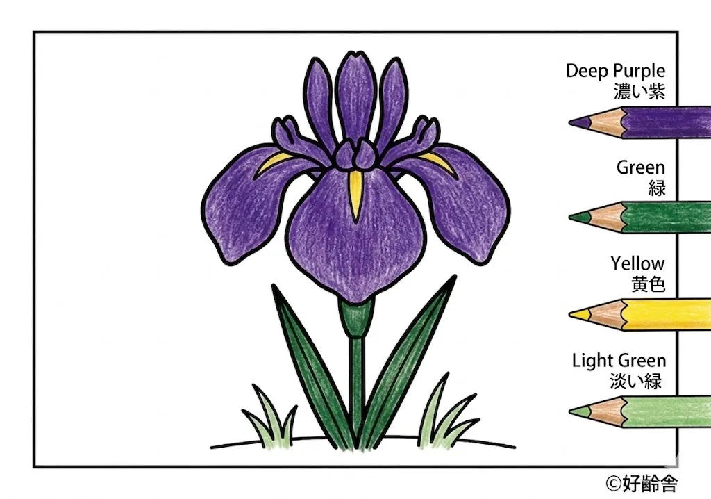 ハナショウブの塗り絵 完成見本（彩色の見本）
