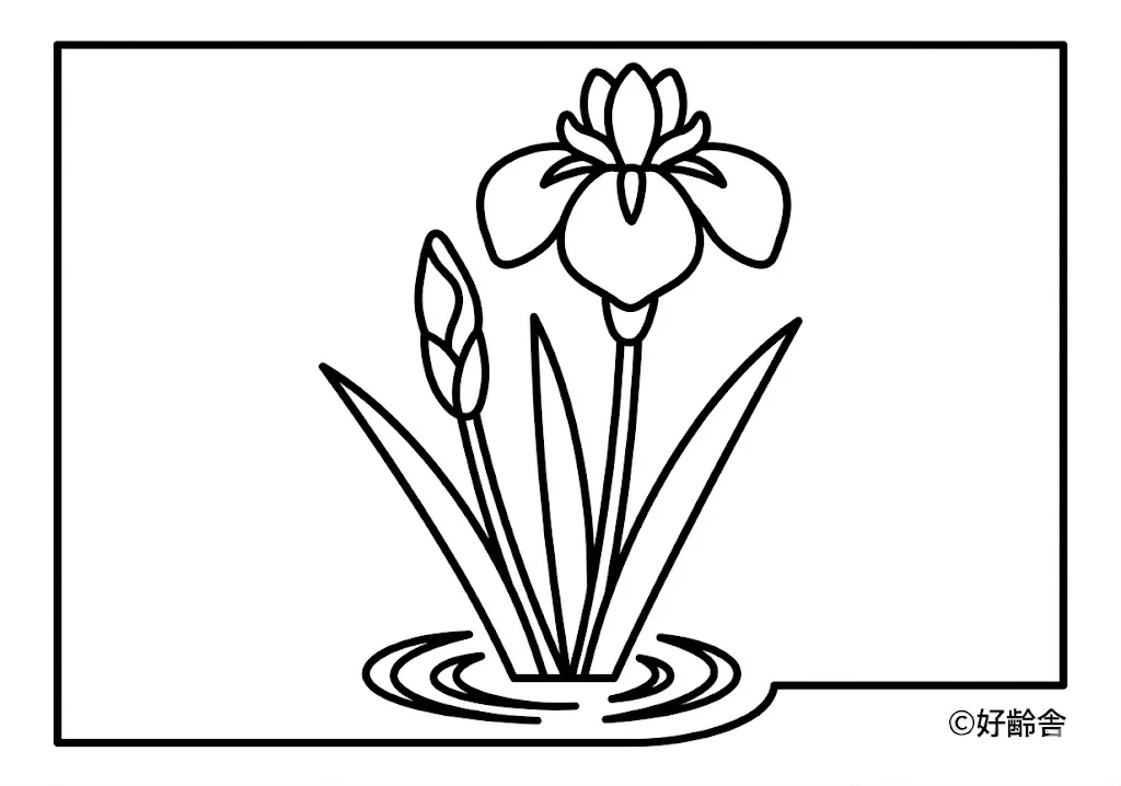 高齢者向け無料塗り絵：カキツバタ（初級）