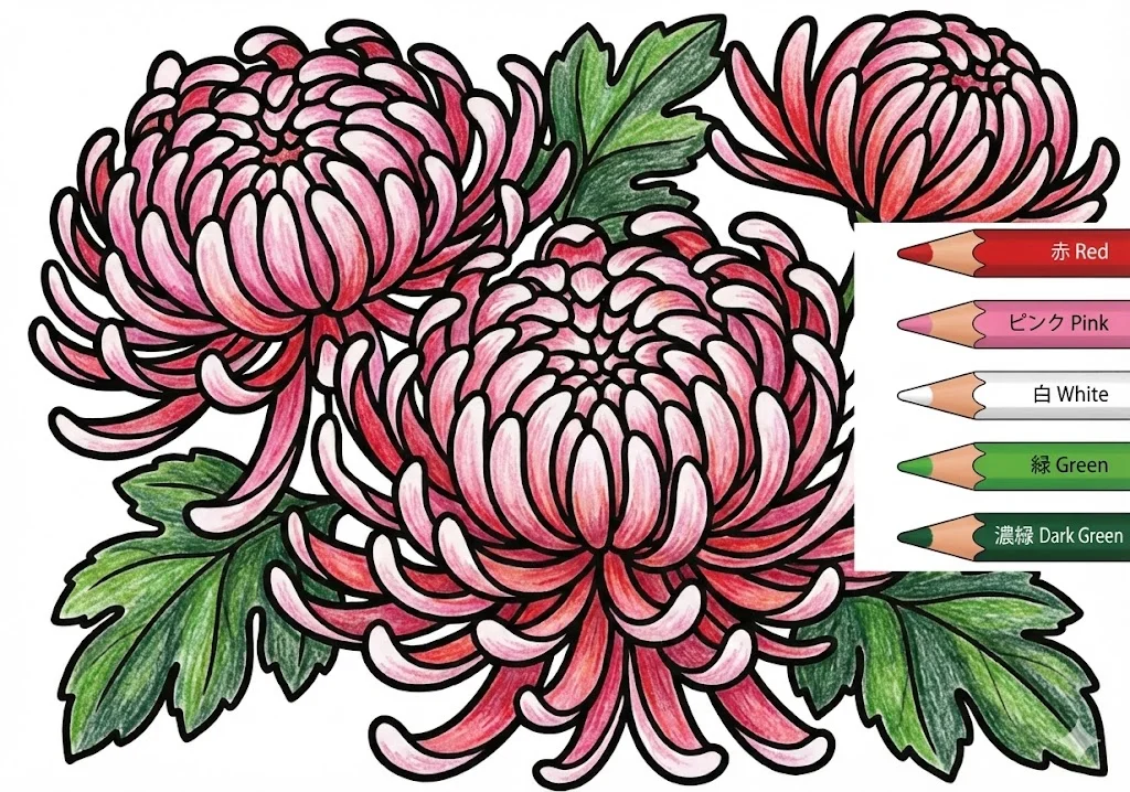 菊の塗り絵 完成見本（彩的な見本）