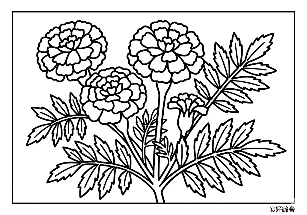 マリーゴールド