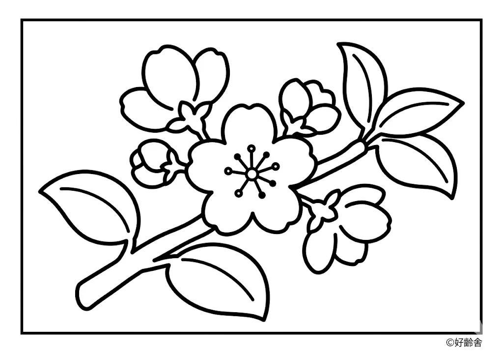 高齢者向け無料塗り絵：春の訪れを告げる可愛らしい桃の花（初級・A4印刷用）
