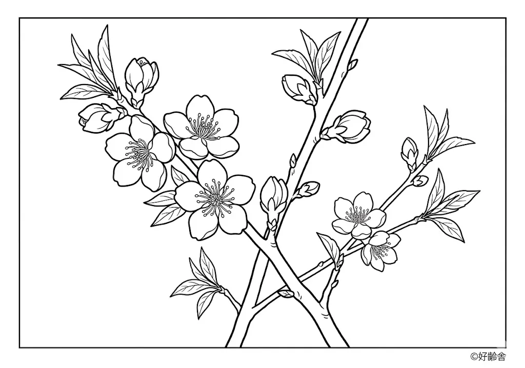 高齢者向け無料塗り絵：春の訪れを告げる可愛らしい桃の花（中級・A4印刷用）