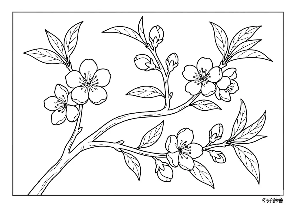 高齢者向け無料塗り絵：春の訪れを告げる可愛らしい桃の花（上級・A4印刷用）