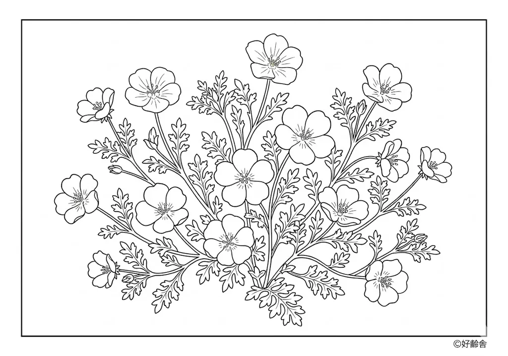 高齢者向け無料塗り絵：空のような青色が美しい可憐なネモフィラ（中級・A4印刷用）