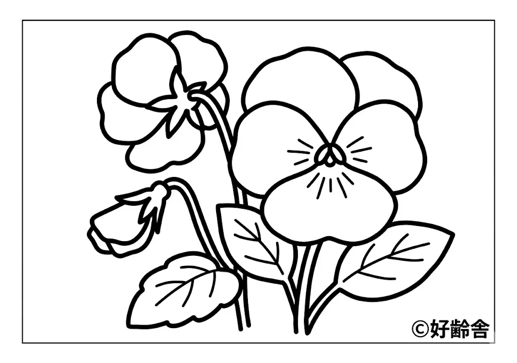 高齢者向け無料塗り絵：色とりどりのパンジー（初級・A4印刷用）