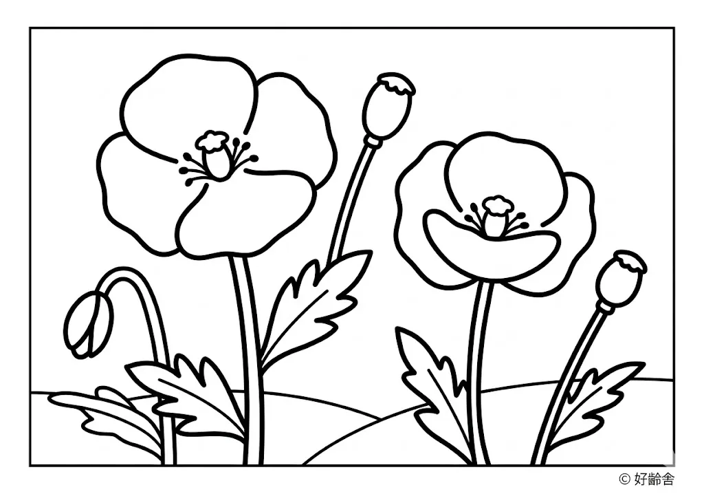 高齢者向け無料塗り絵：ひなげしとも呼ばれる明るく可愛らしいポピー（初級・A4印刷用）