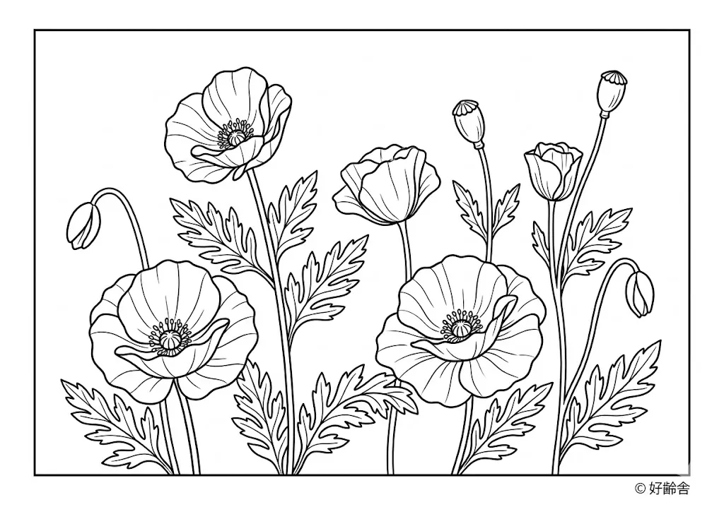 高齢者向け無料塗り絵：ひなげしとも呼ばれる明るく可愛らしいポピー（中級・A4印刷用）