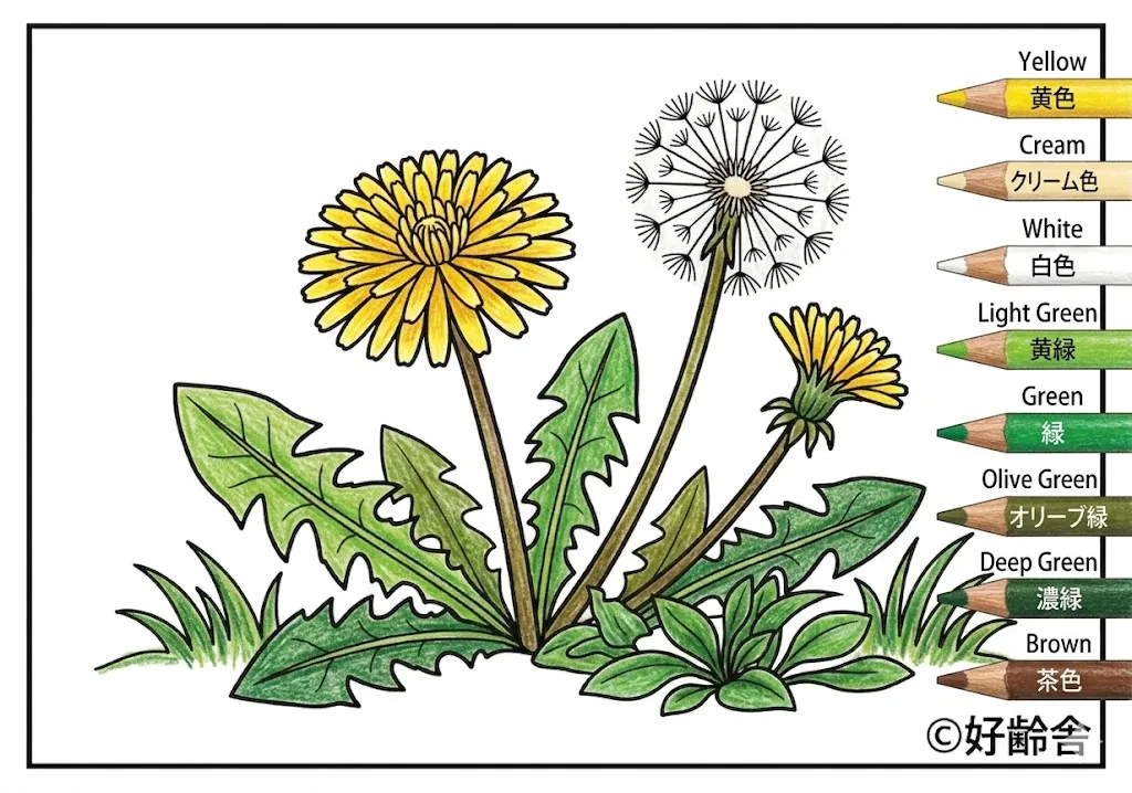 タンポポの塗り絵 完成見本（彩的な見本）