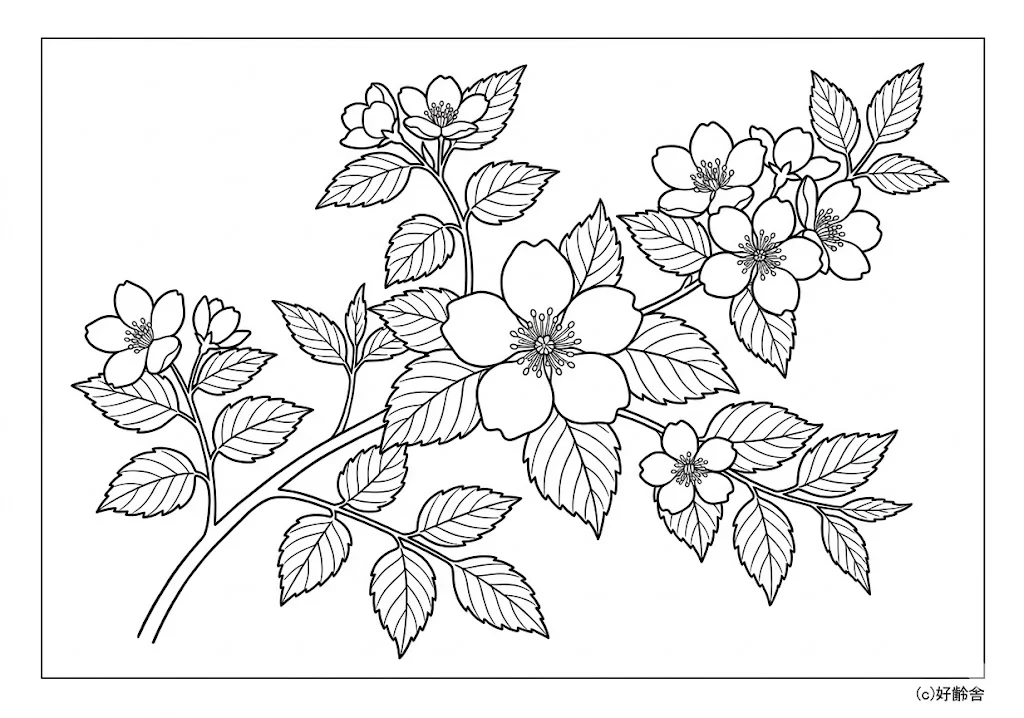 高齢者向け無料塗り絵：懐かしいヤマブキ（中級・A4印刷用）